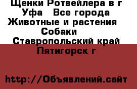 Щенки Ротвейлера в г.Уфа - Все города Животные и растения » Собаки   . Ставропольский край,Пятигорск г.